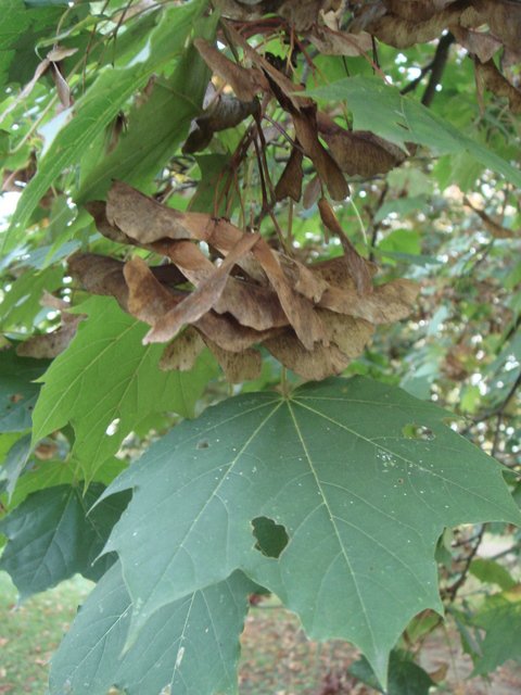 Acer platanoides fruit